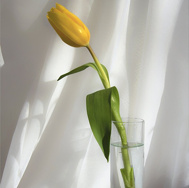 Yellow Tulip in Vase — Serene, Morning