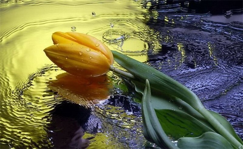 Yellow Tulip in Water