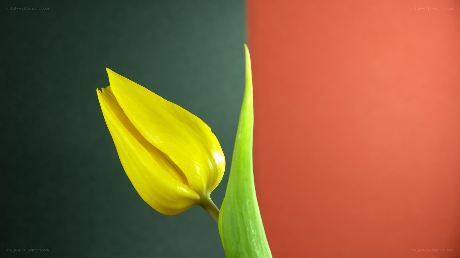 Yellow tulip on colorful background