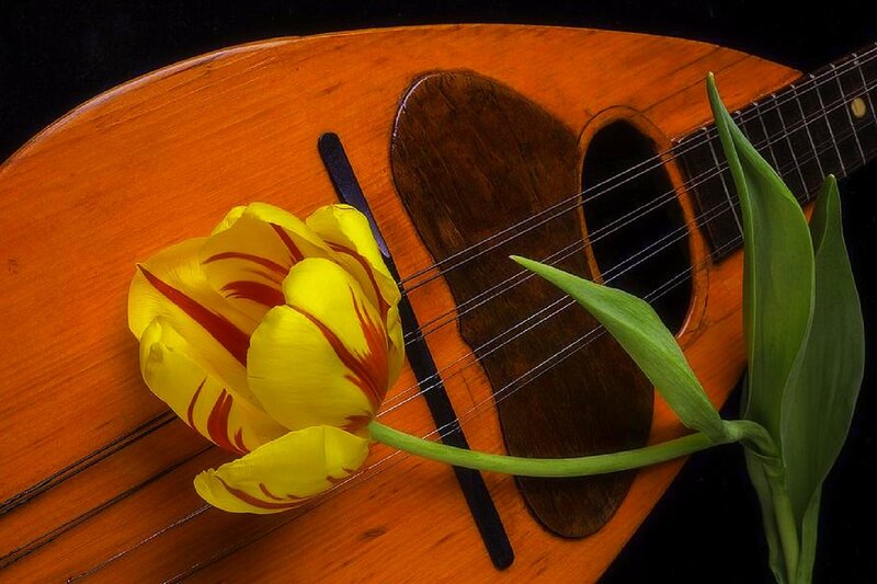 Yellow Tulip on Mandolin