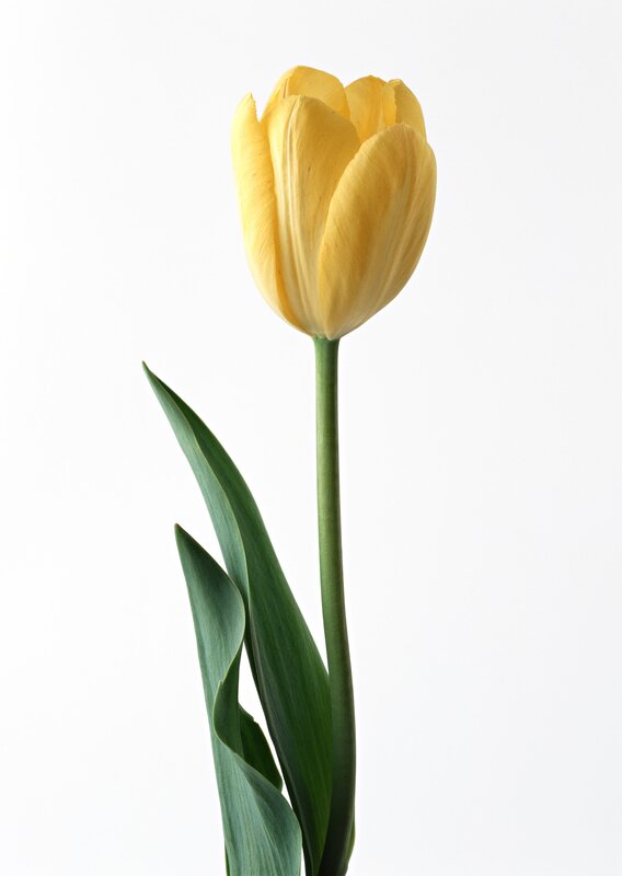 yellow tulip on white background