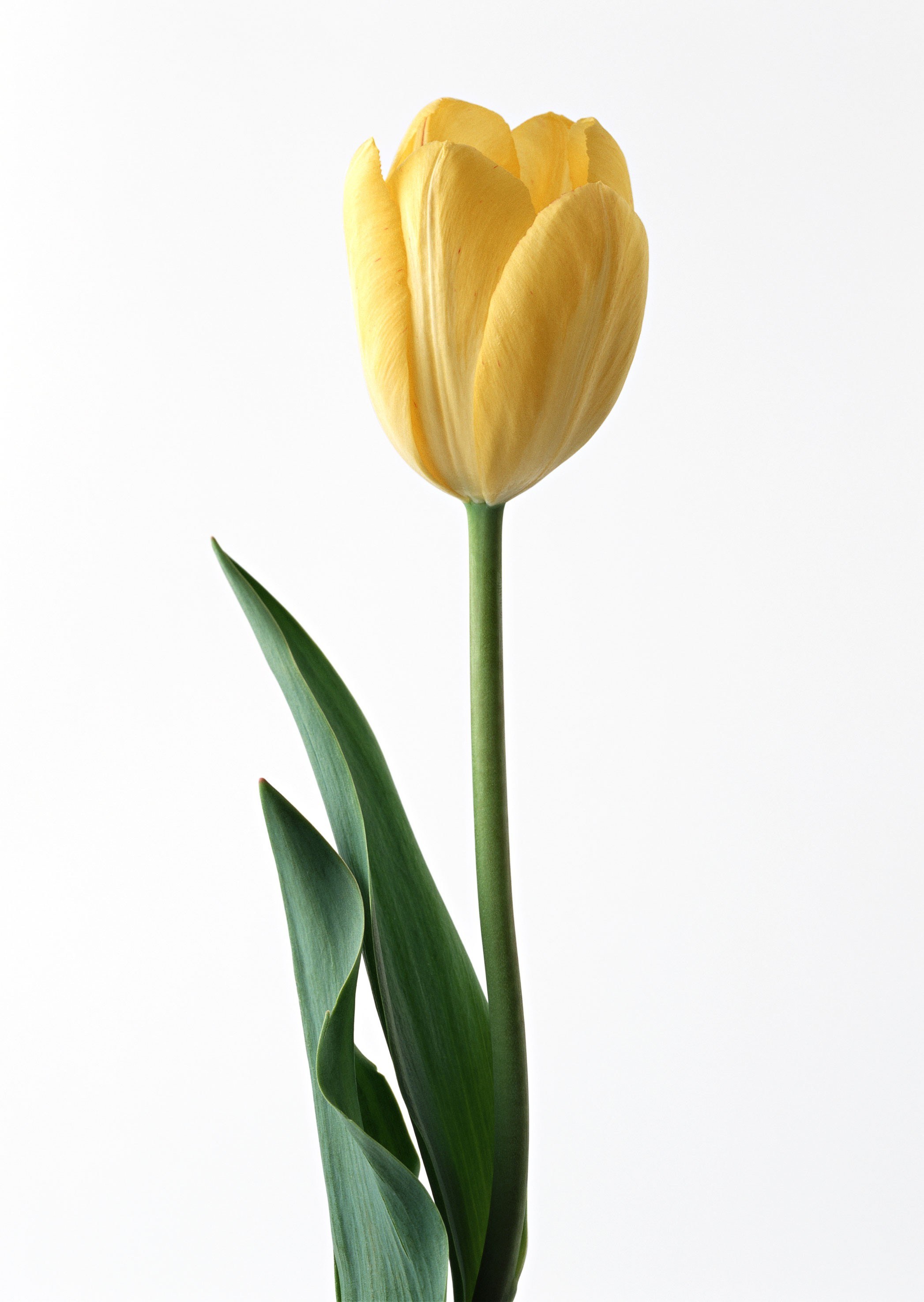 yellow tulip on white background