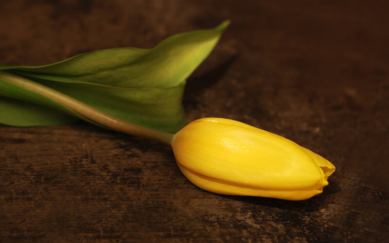 Yellow Tulip on Wood