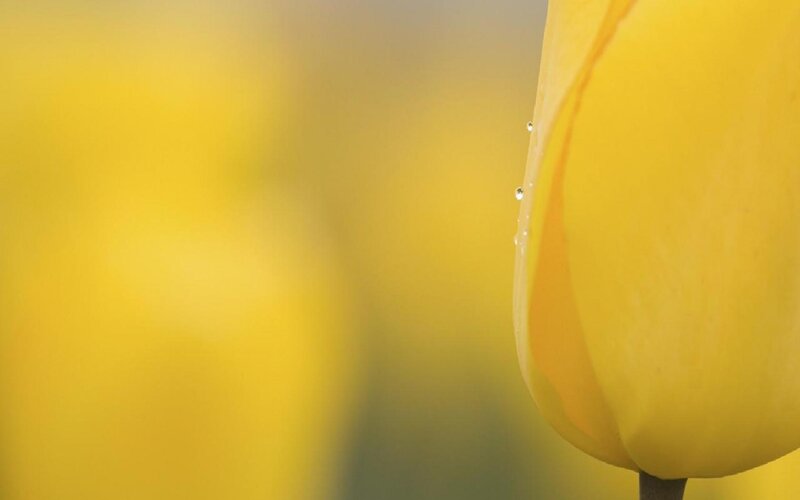 Yellow Tulip Petal