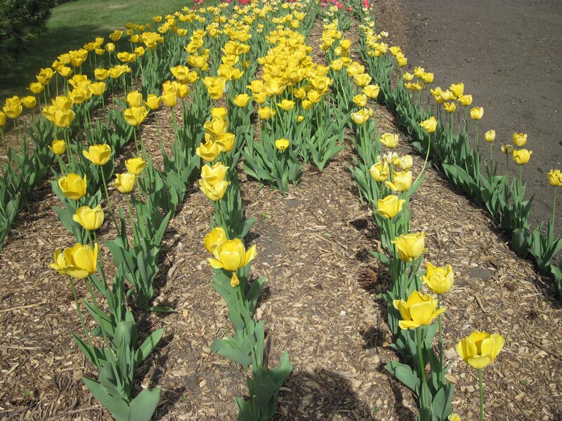 Yellow Tulip Rows