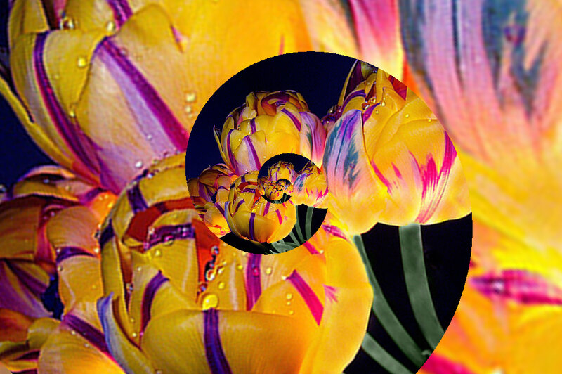 Yellow tulip spiral pattern