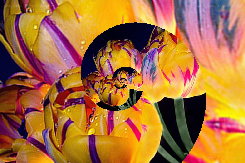 Yellow tulip spiral pattern
