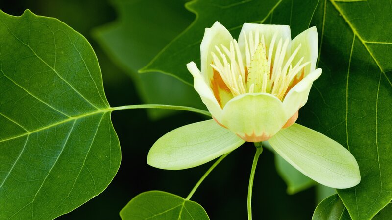yellow tulip tree flower