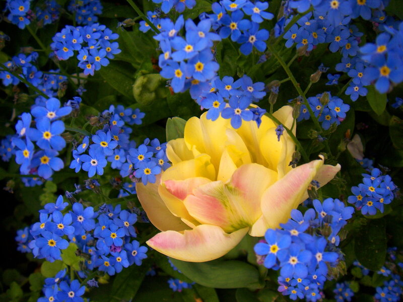 Yellow Tulip with Blue Flowers — Serene