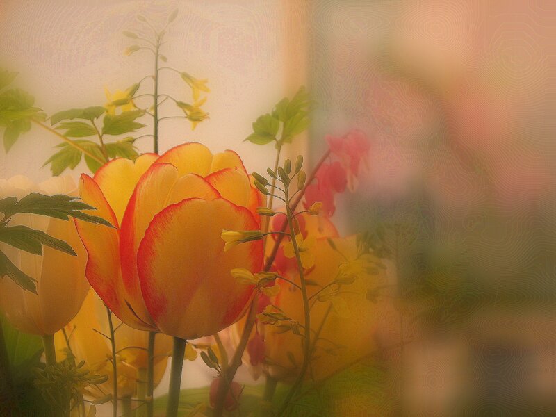 Yellow Tulip with Green Leaves