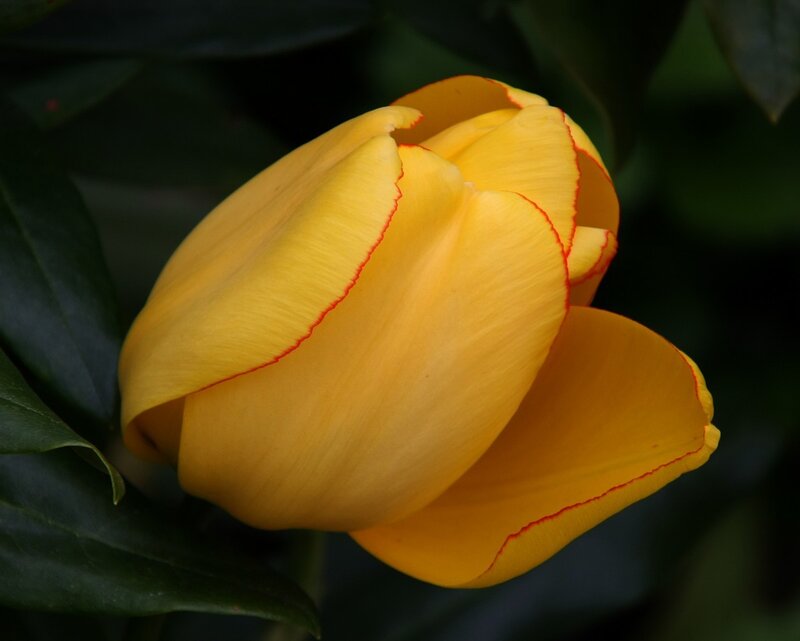 yellow tulip with red edges