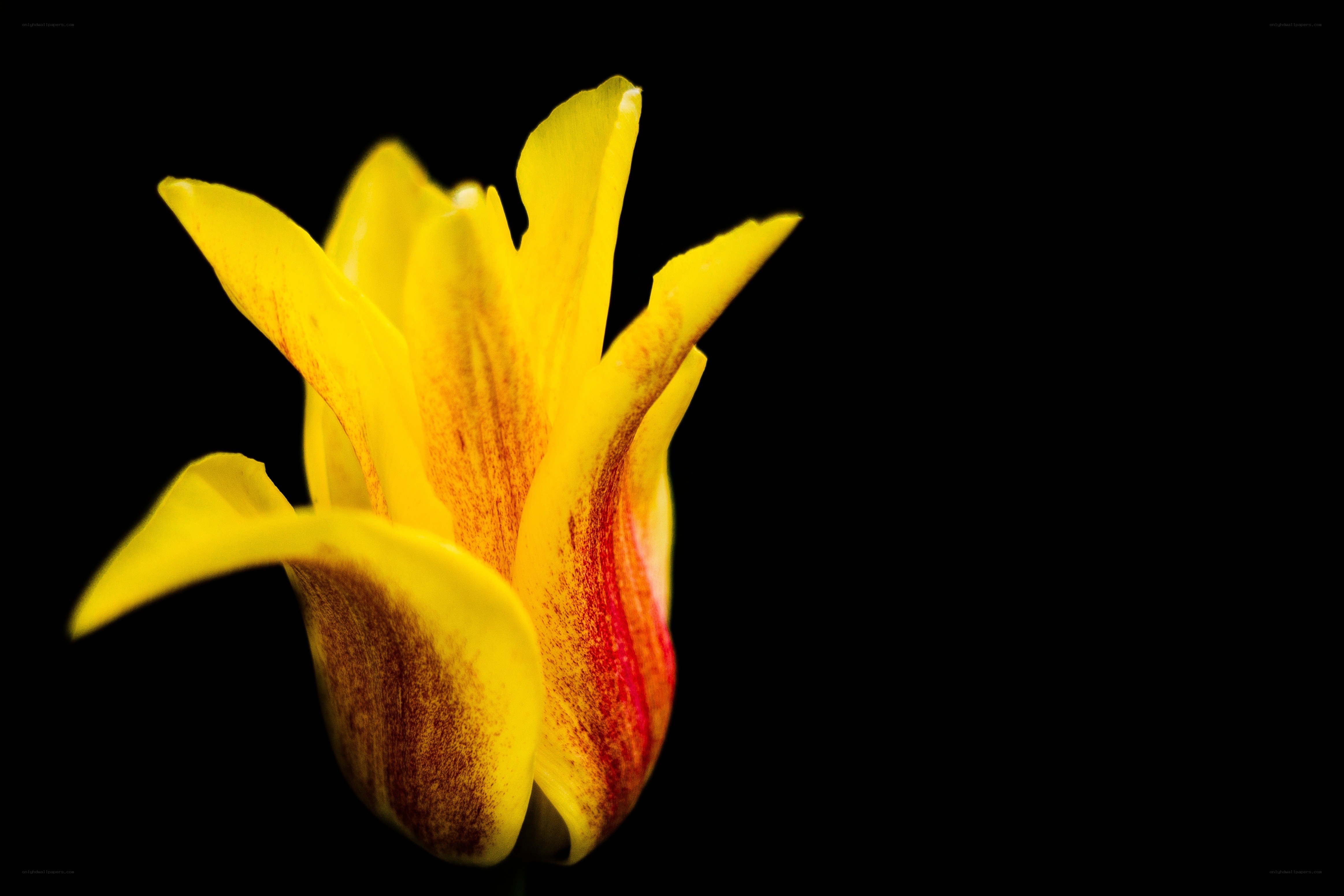 yellow tulip with red streaks