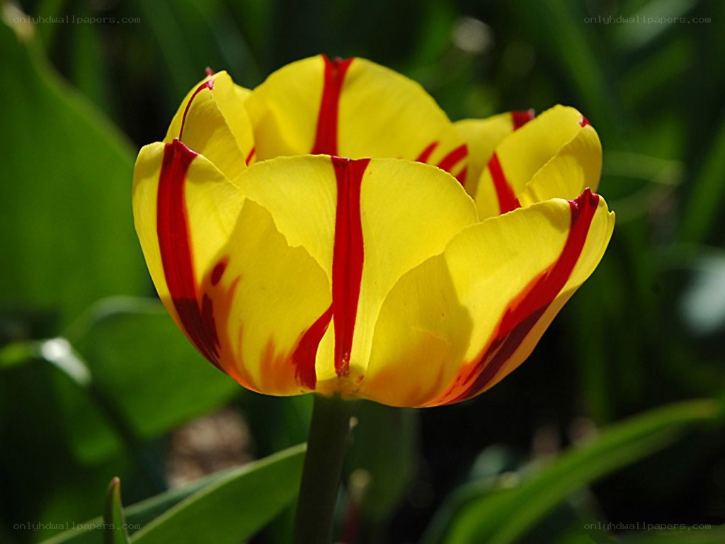 Yellow tulip with red stripes