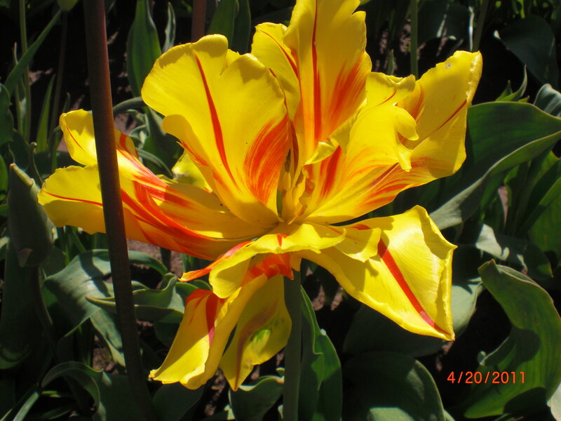 Yellow Tulip with Red Stripes — Bright