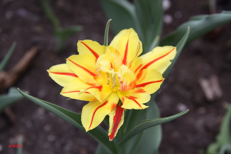 Yellow Tulip with Red Stripes — Calm