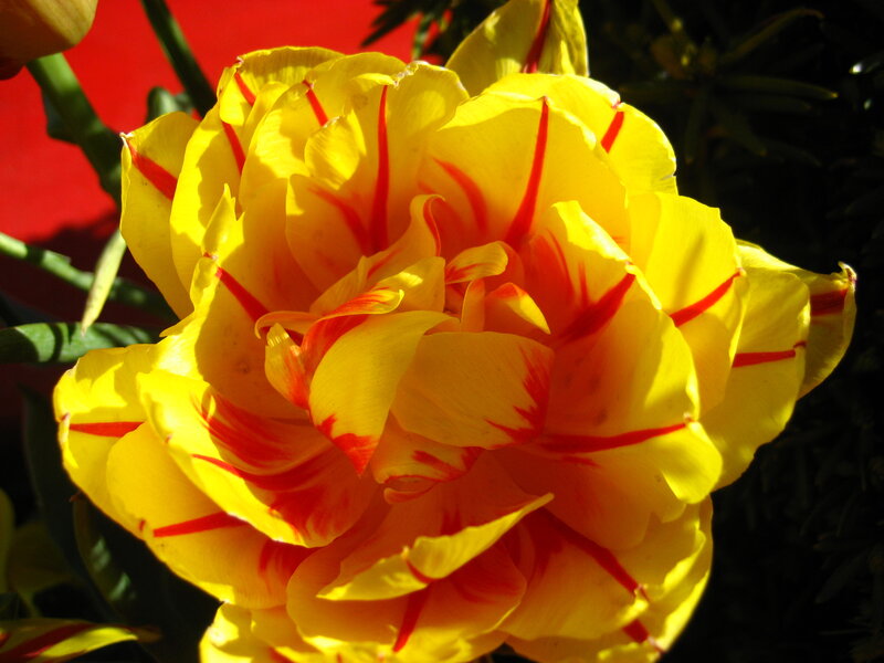Yellow Tulip with Red Stripes — Dramatic