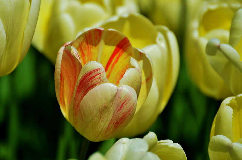 Yellow Tulip with Red Stripes — Serene