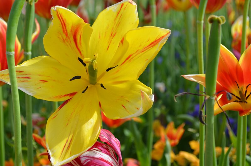 Yellow Tulip with Red Stripes — Vibrant, Afternoon