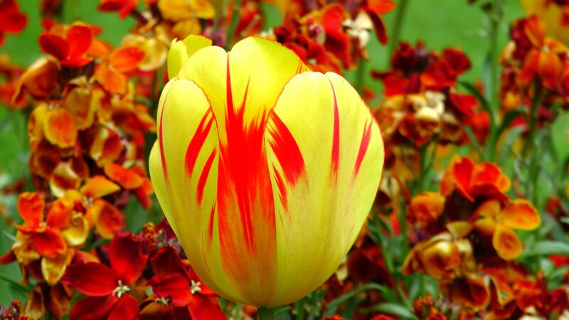 Yellow Tulip with Red Stripes — Vibrant