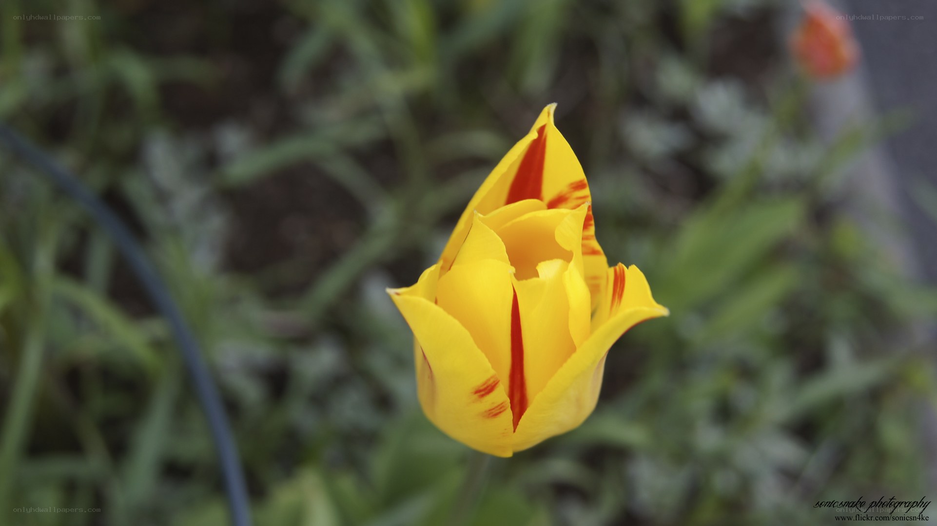 yellow tulip with red stripes