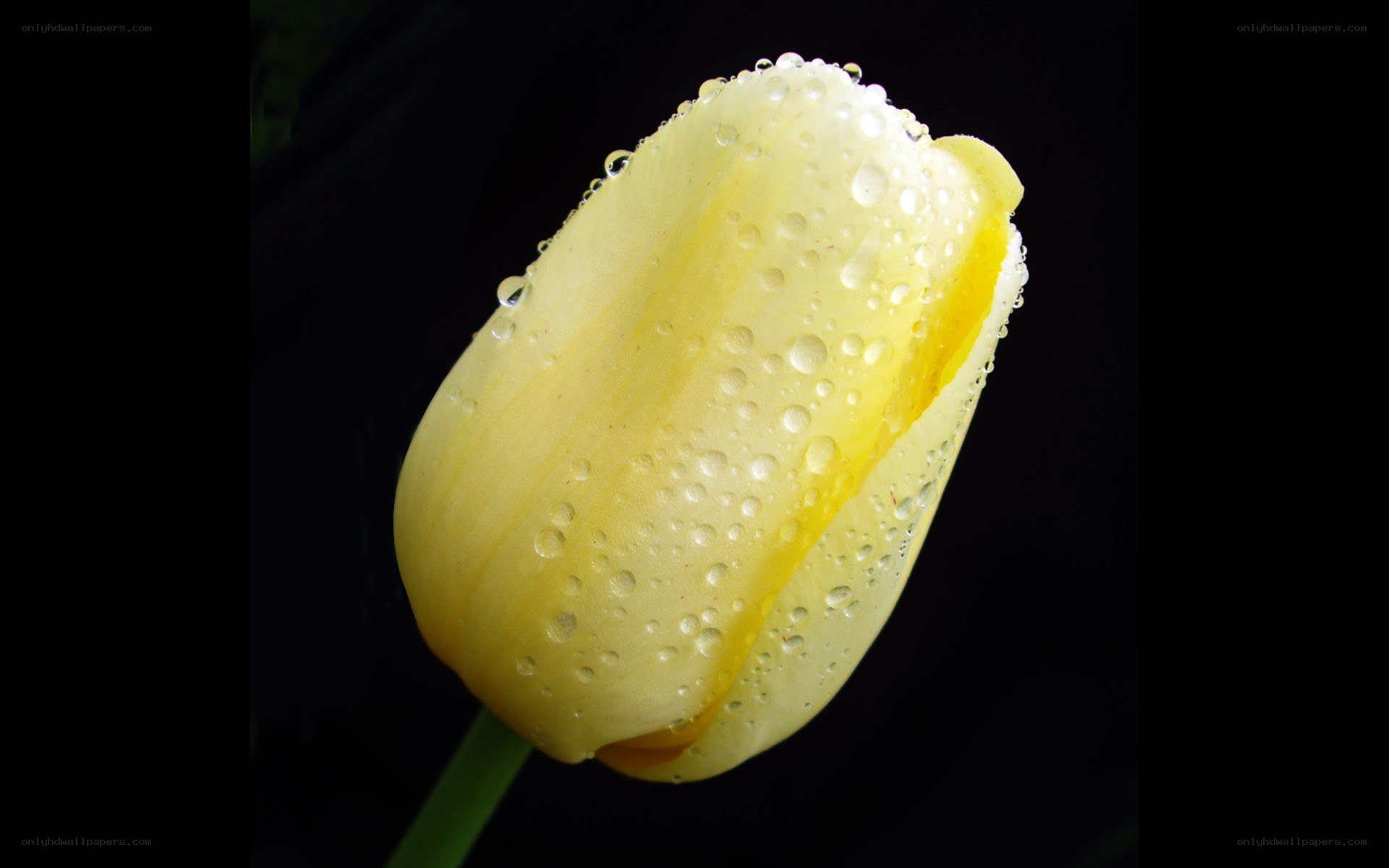 Yellow tulip with water droplets