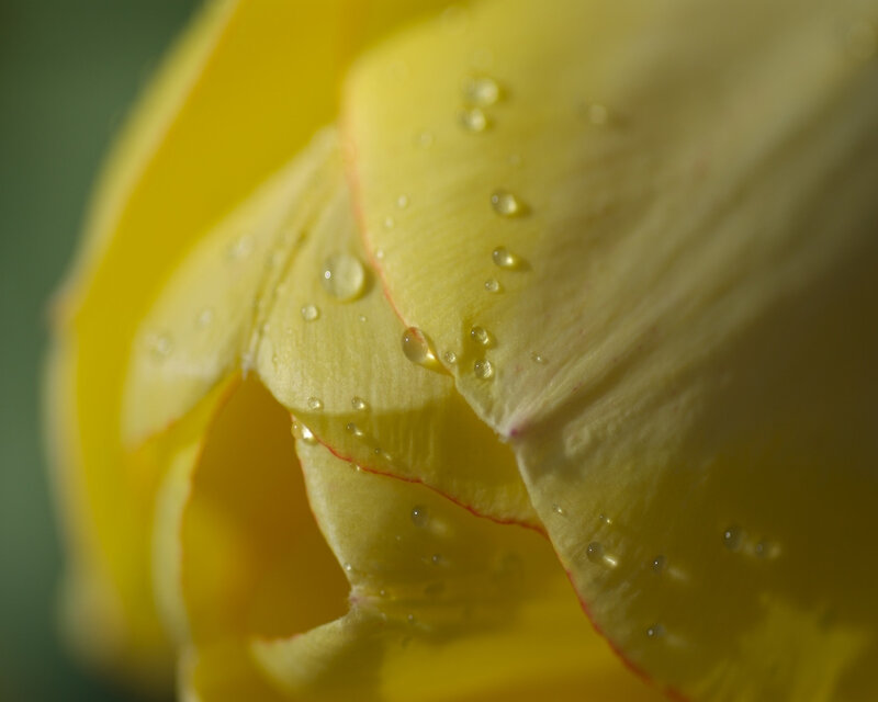 Yellow tulip with water droplets