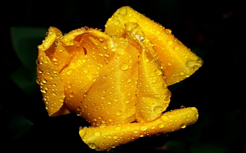 Yellow tulip with water droplets