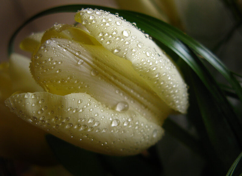 Yellow tulip with water droplets