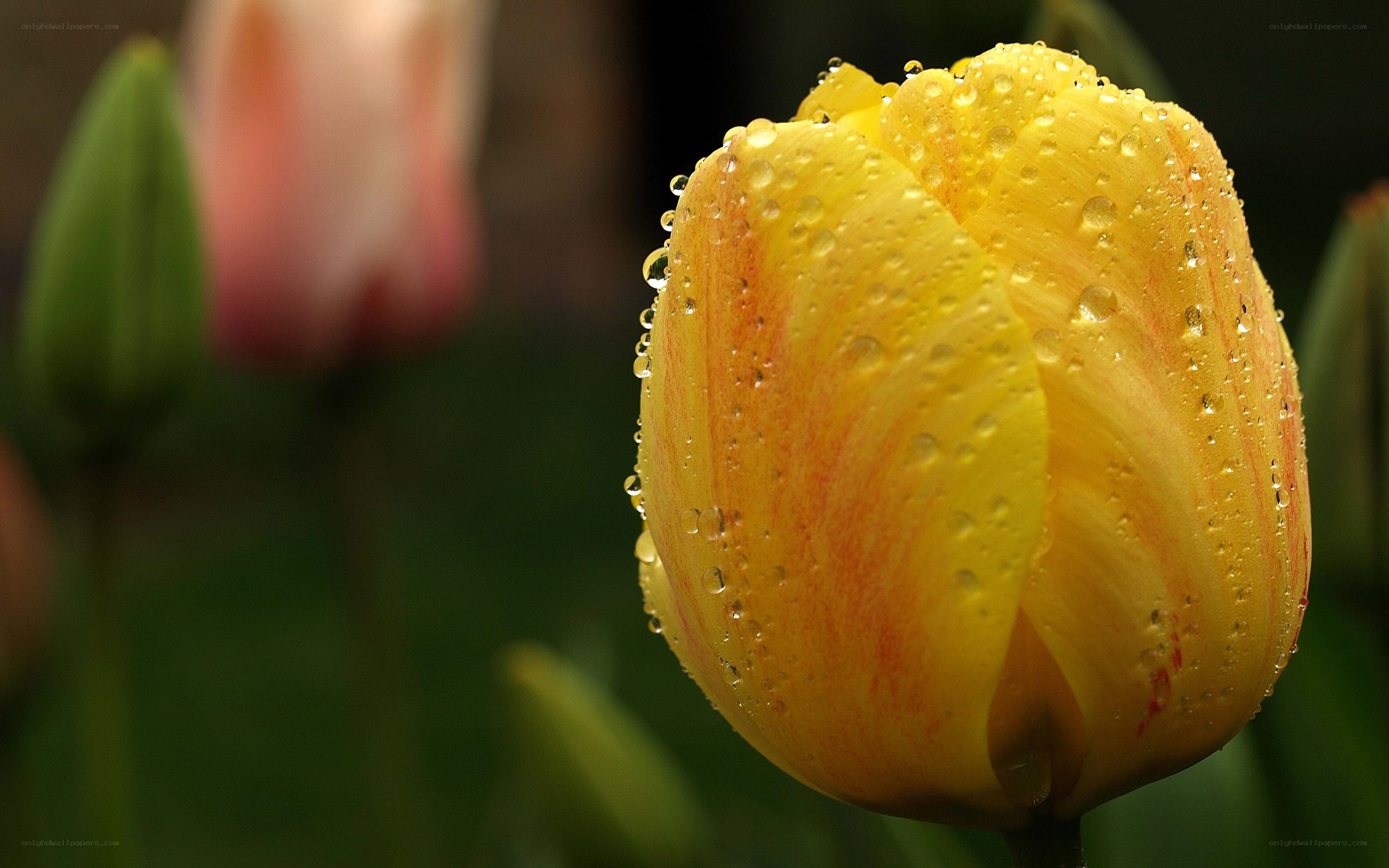 Yellow tulip with water droplets