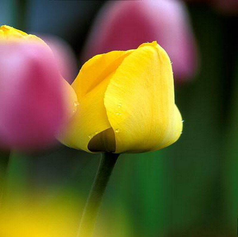 Yellow tulip with water droplets