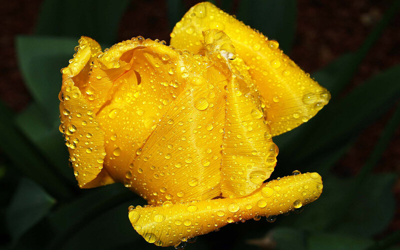 Yellow tulip with water droplets