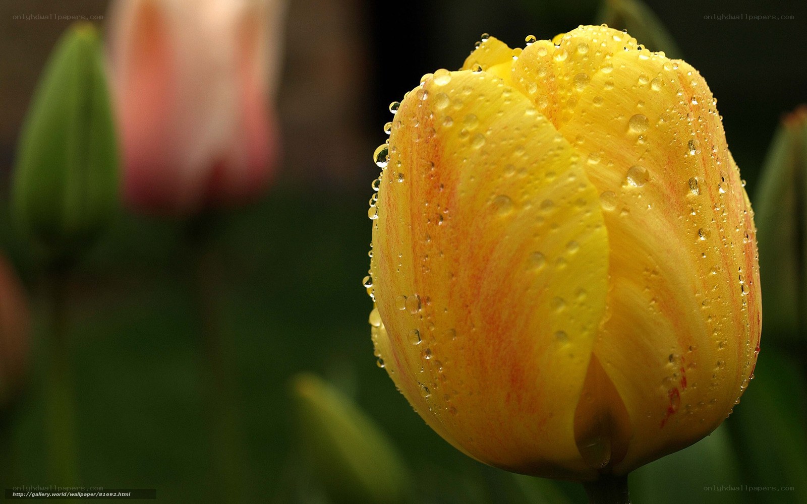 Yellow tulip with water droplets