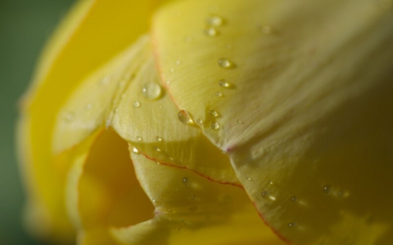 Yellow tulip with water droplets