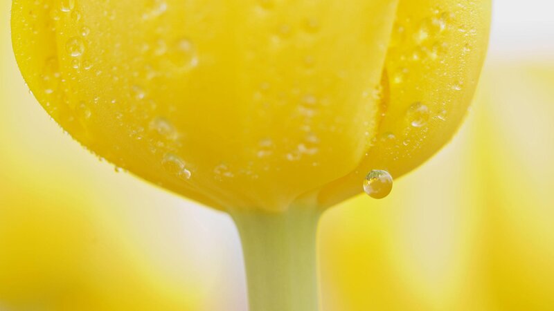 Yellow tulip with water droplets