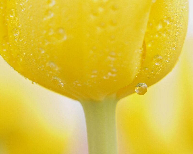 Yellow tulip with water droplets
