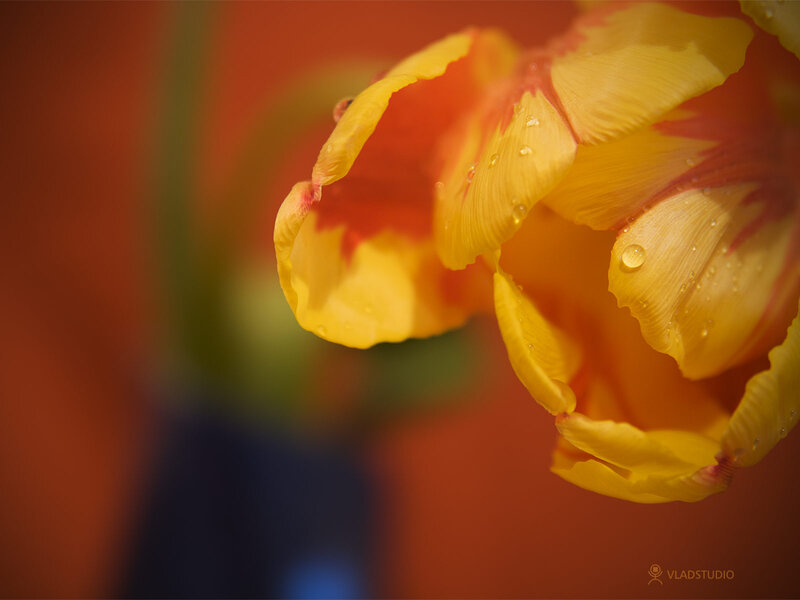 Yellow Tulip with Water Droplets — Calm, Photograph