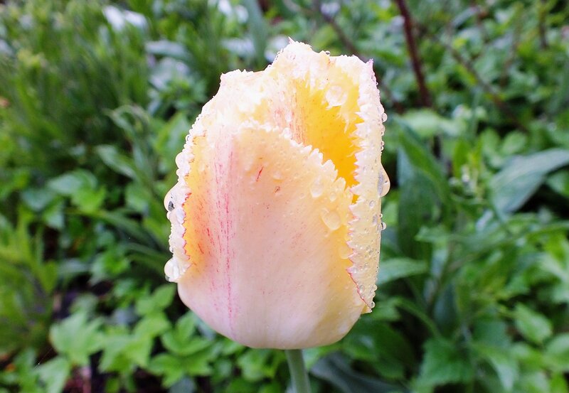 Yellow Tulip with Water Droplets — Calm