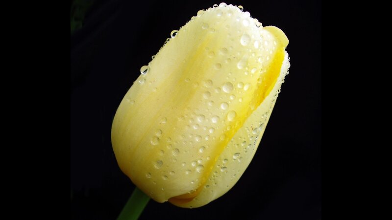 Yellow Tulip with Water Droplets — Dramatic, Photograph