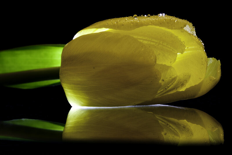 Yellow Tulip with Water Droplets — Dramatic