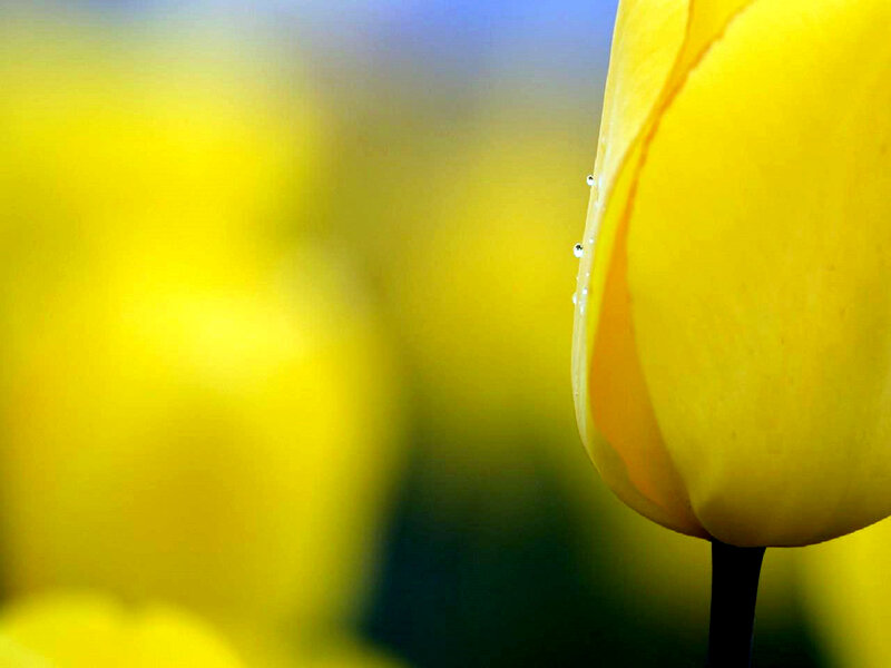 Yellow Tulip with Water Droplets — Serene, Morning, Photograph