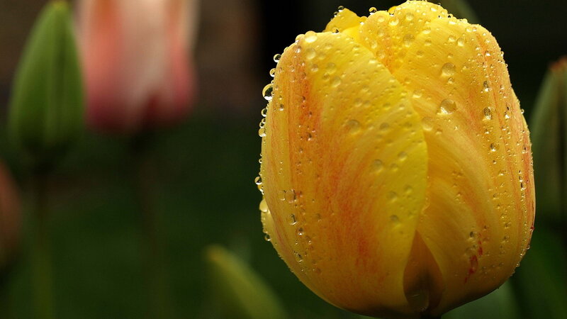 Yellow Tulip with Water Droplets — Serene, Spring, Photograph