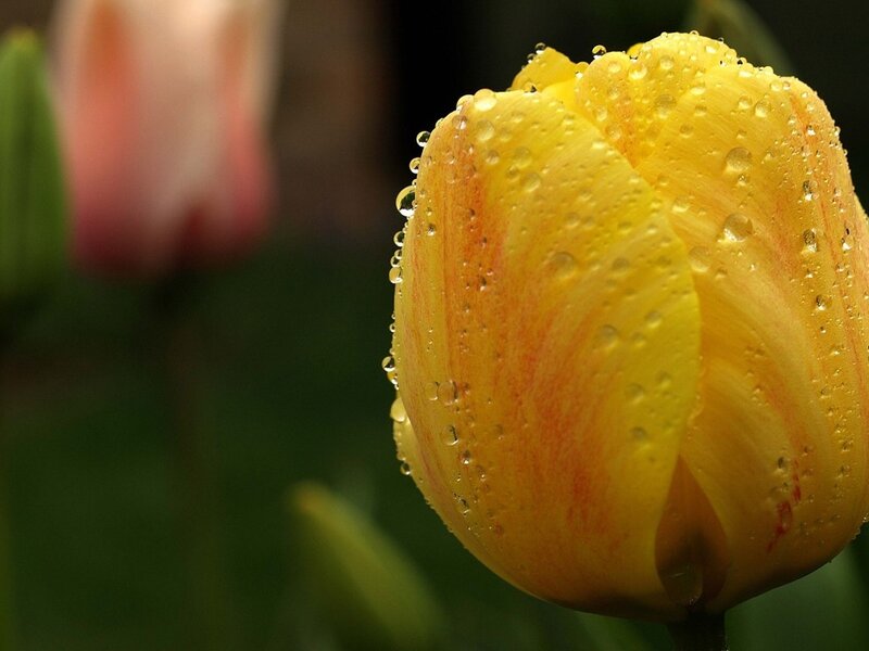 Yellow Tulip with Water Droplets — Serene