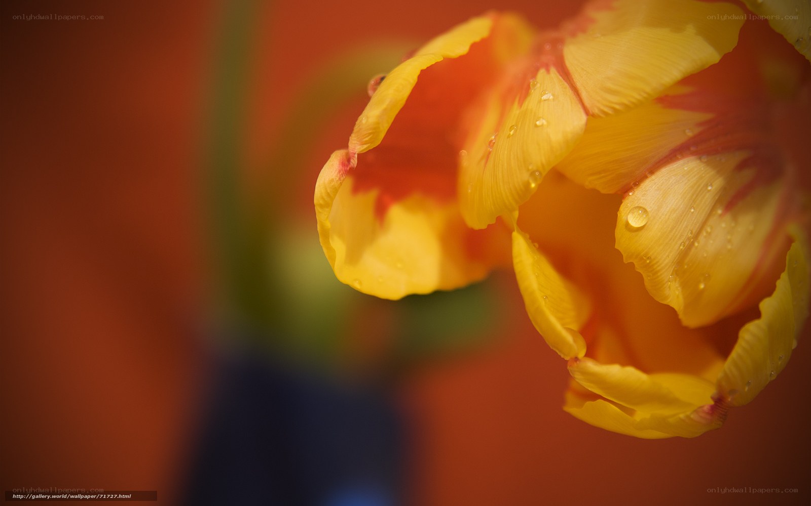 Yellow tulip with water droplets