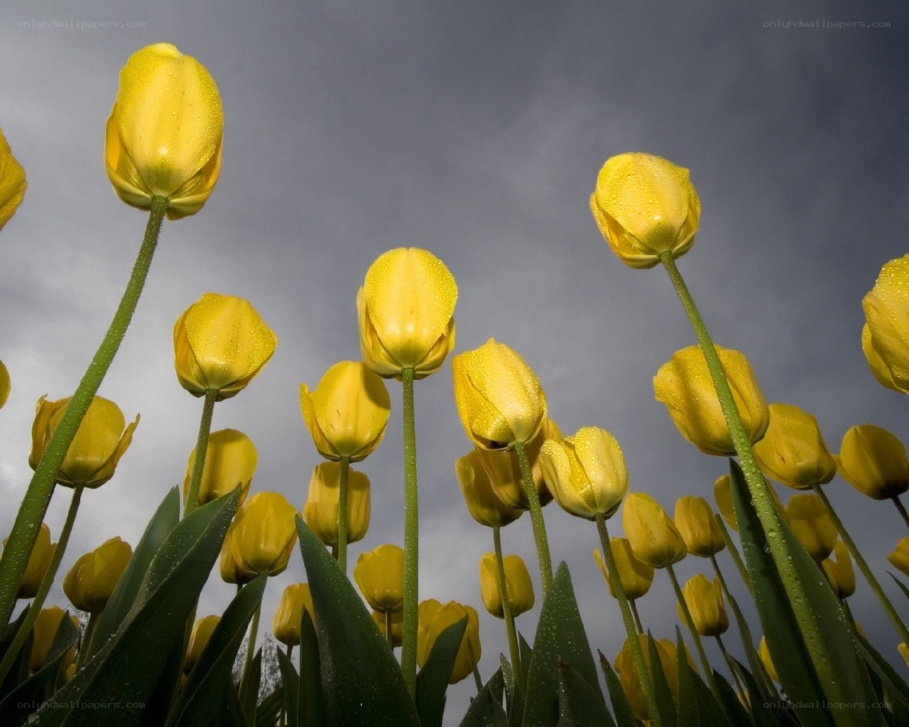 Yellow tulips against a cloudy sky