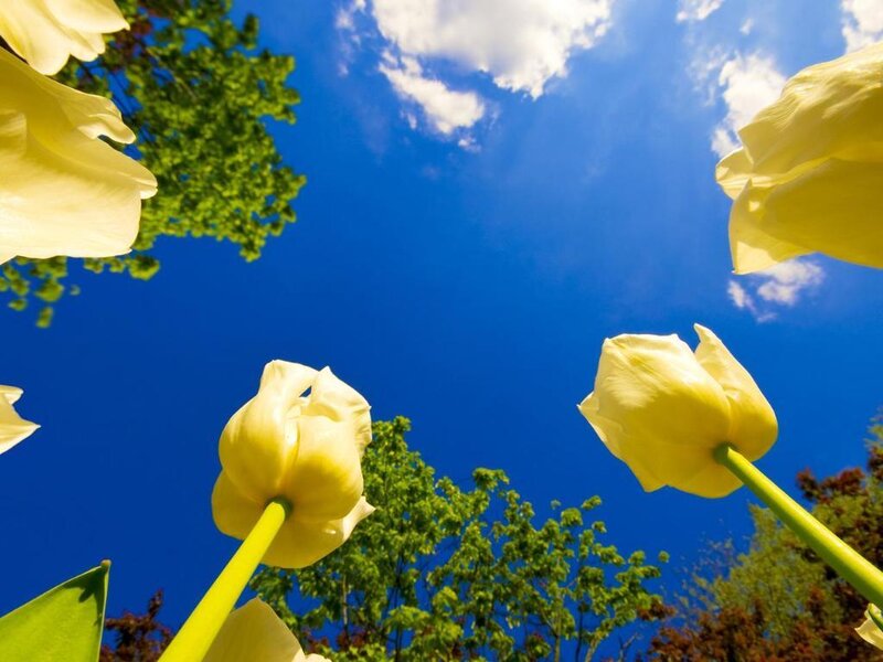 Yellow tulips against blue sky