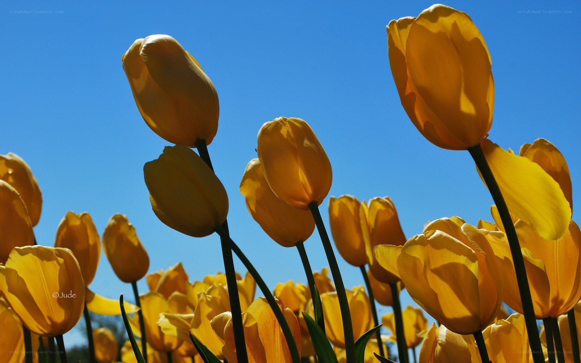 Yellow tulips against blue sky