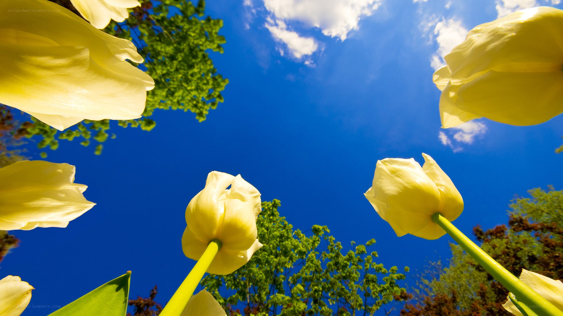 Yellow tulips against blue sky
