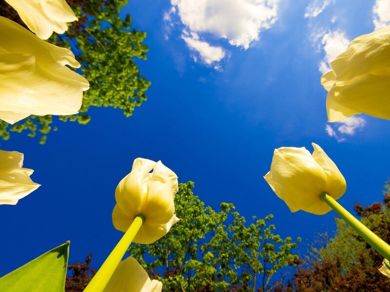 Yellow tulips against blue sky