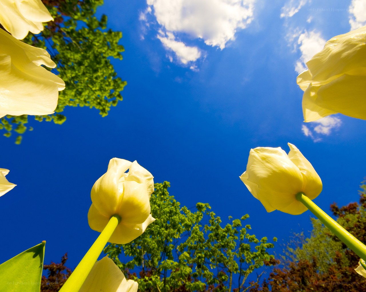 Yellow tulips against blue sky
