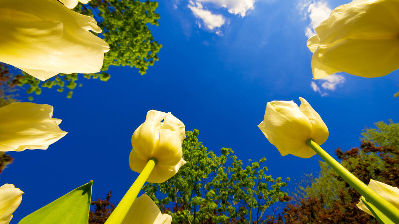 Yellow Tulips Against Sky — Blue, Serene, Spring, Photograph, Trees, Flowers